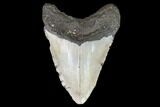 Fossil Megalodon Tooth - North Carolina #101307-2